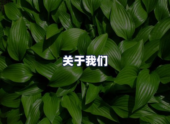 关于我们